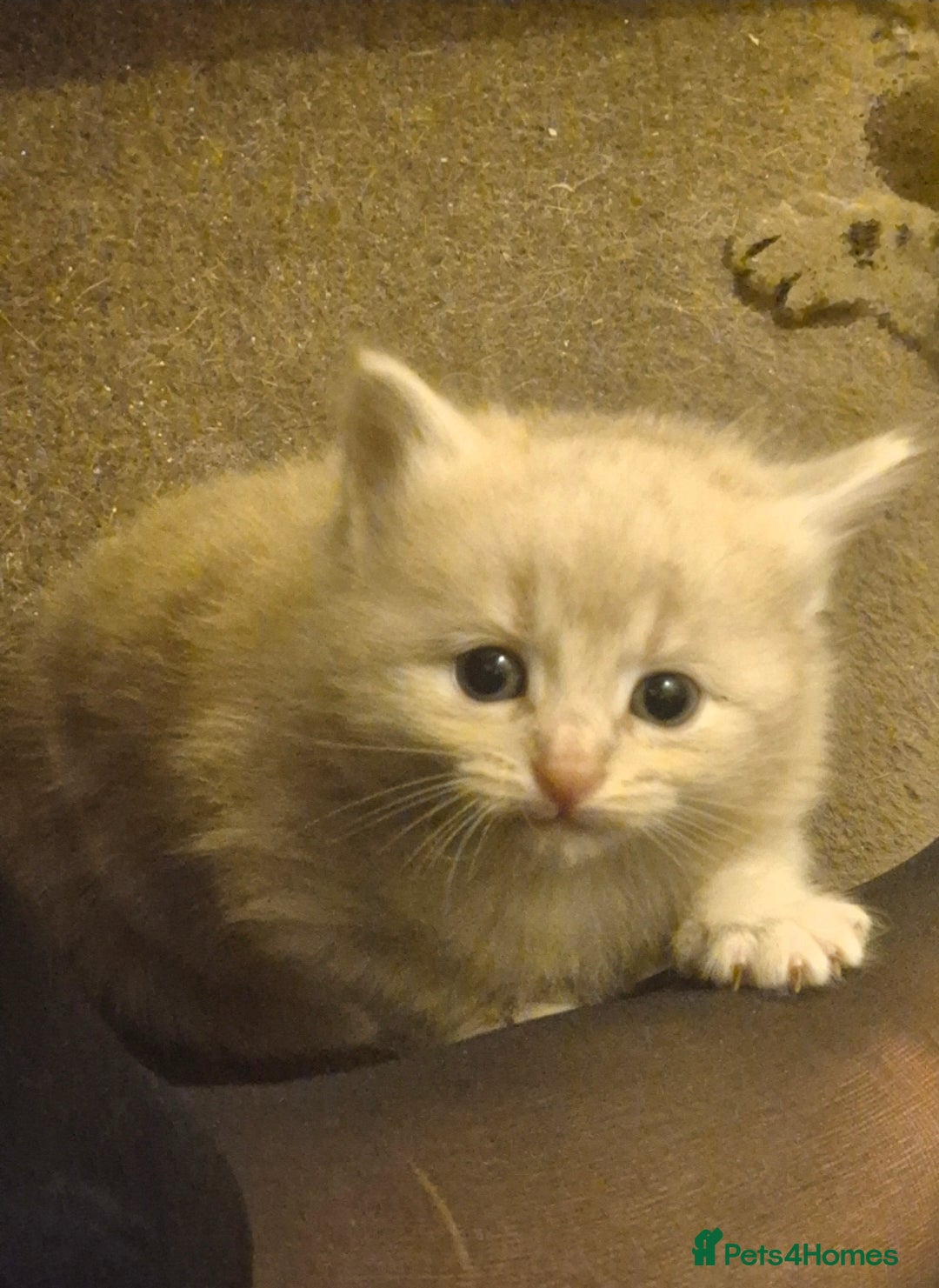 British Shorthair cats for sale: 5 beautiful friendly kittens  - Advert 8