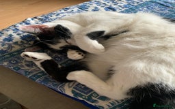 Domestic Shorthair cats for sale: Please help rehome Gary my ten your old pal. - Image 5