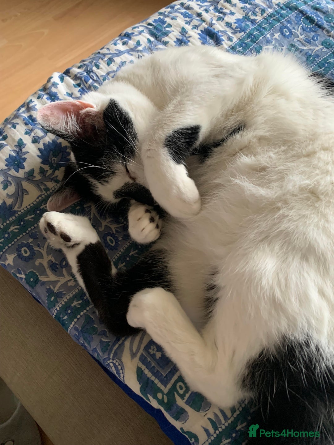 Domestic Shorthair cats for sale: Please help rehome Gary my ten your old pal. - Image 5