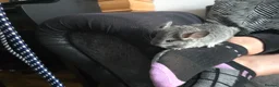 Chinchilla rodents for sale: Lovely chinchila kits all standard  - Advert 34