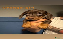Miniature Dachshund dogs for sale: 4 beautiful miniature dachshund puppies - Image 6