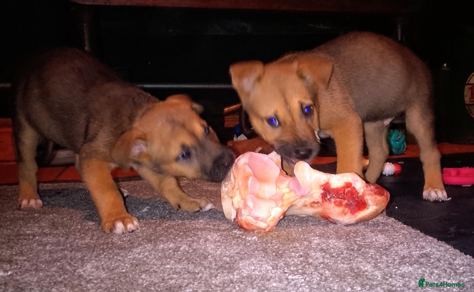 Mixed Breed dogs for sale: Bulakita - Advert 1