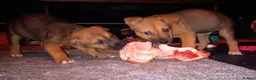 Mixed Breed dogs for sale: Bulakita - Advert 1