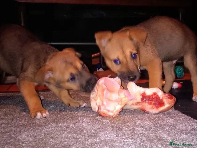 Mixed Breed dogs for sale: Bulakita - Advert 7