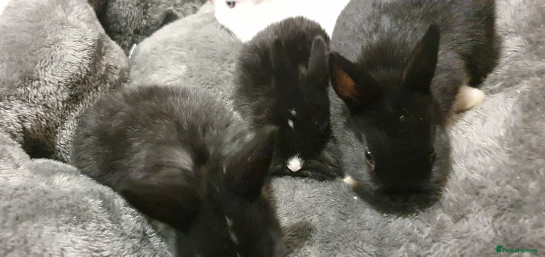Mixed Breed rabbits for sale: Northandwaf  - Advert 10