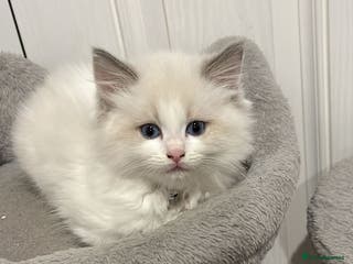 Ragdoll cats BluePoint Pure Ragdoll Kittens - Advert 1