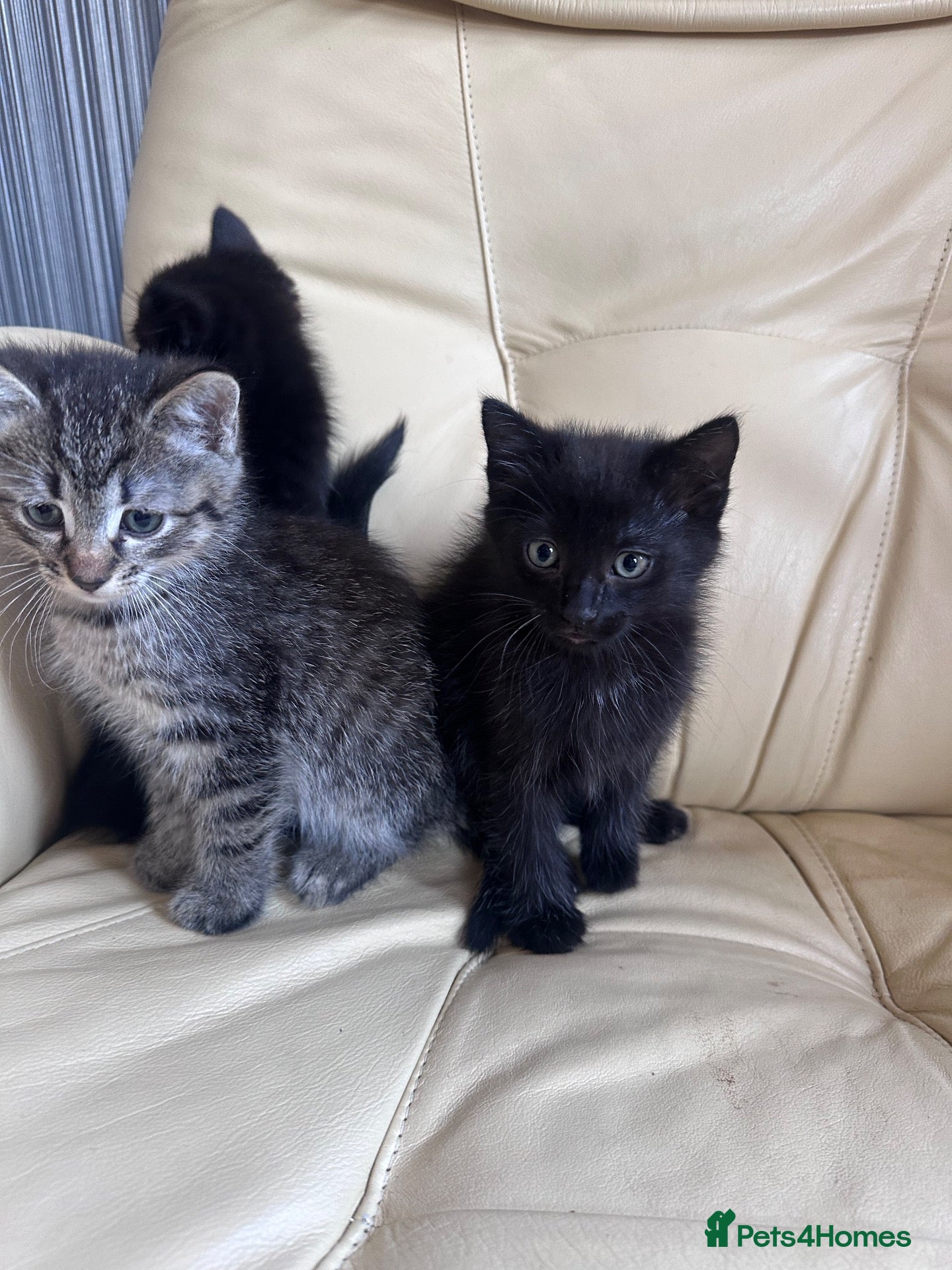Mixed Breed cats Beautiful kittens  - Advert 1