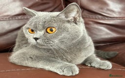 British Shorthair cats for sale: GCCF Active British shorthair 3 year old girl - Advert 3