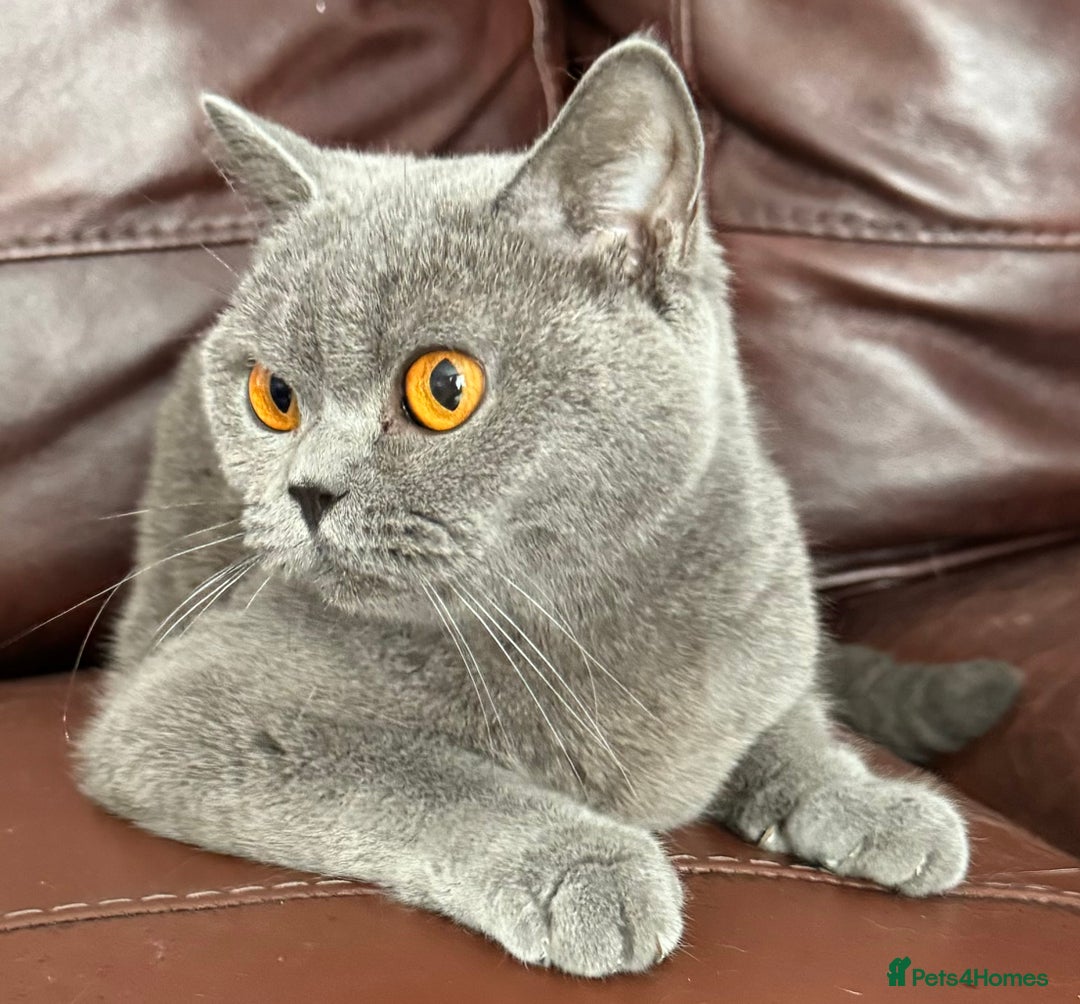 British Shorthair cats for sale: GCCF Active British shorthair 3 year old girl - Advert 3