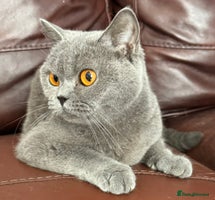 British Shorthair cats - Advert 26