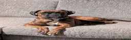 Boxer dogs for sale: Dotty in High Wycombe - Advert 8