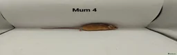 Mouse rodents for sale: 🐁July Mice Are Here!🐁 - Advert 3