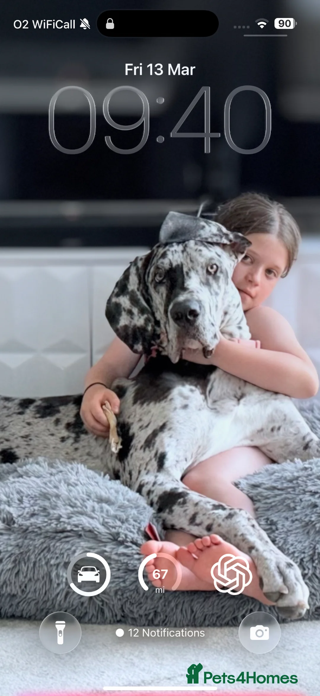 Great Dane dogs for sale: Stunning female merle Great Dane 1 year  in Burgess Hill - Advert 2
