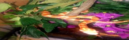 Corn Snake reptiles for sale: Corn snakes forsale 2025 corn snakes 2026 clutches - Advert 3