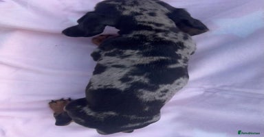 Miniature Dachshund dogs - Advert 1