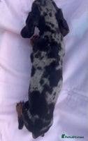 Miniature Dachshund dogs - Advert 7