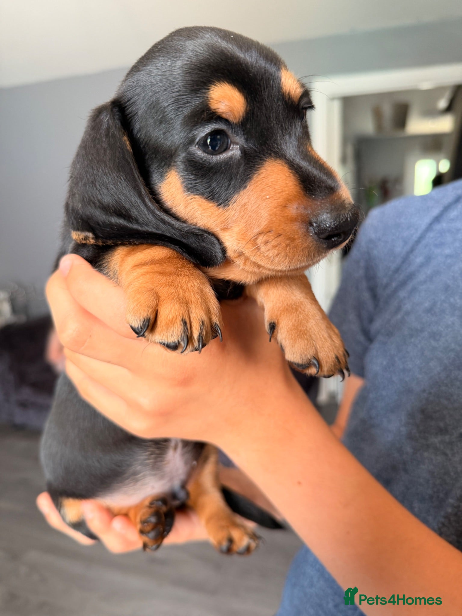 Dachshund dogs REDUCED traditional Black & Tan dachshund puppies  - Advert 12