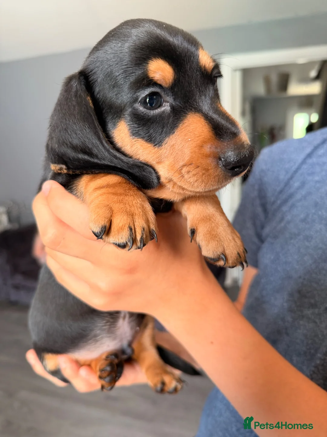 Dachshund dogs for sale: READY NOW REDUCED 1 boy Black & Tan dachshund  - Advert 2
