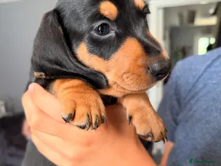 Dachshund dogs REDUCED traditional Black & Tan dachshund puppies - Advert 12