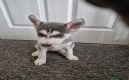 Siberian Husky dogs for sale: 4 lovely husky puppies for sale  - Image 7
