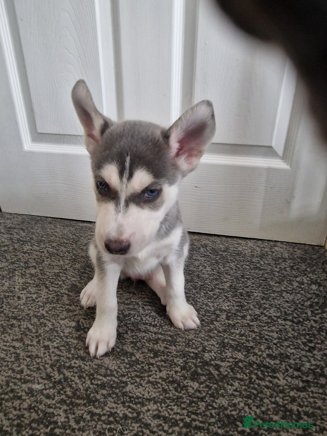 Siberian Husky dogs for sale: 4 lovely husky puppies for sale  - Image 7