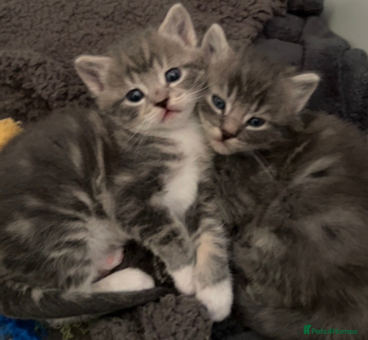 Mixed Breed cats Grey Tabby Kittens  - Advert 1