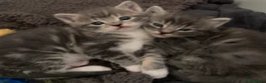 Mixed Breed Kitten 2