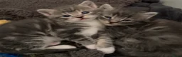 Mixed Breed cats for sale: Grey Tabby Kittens  in Hassocks - Advert 1