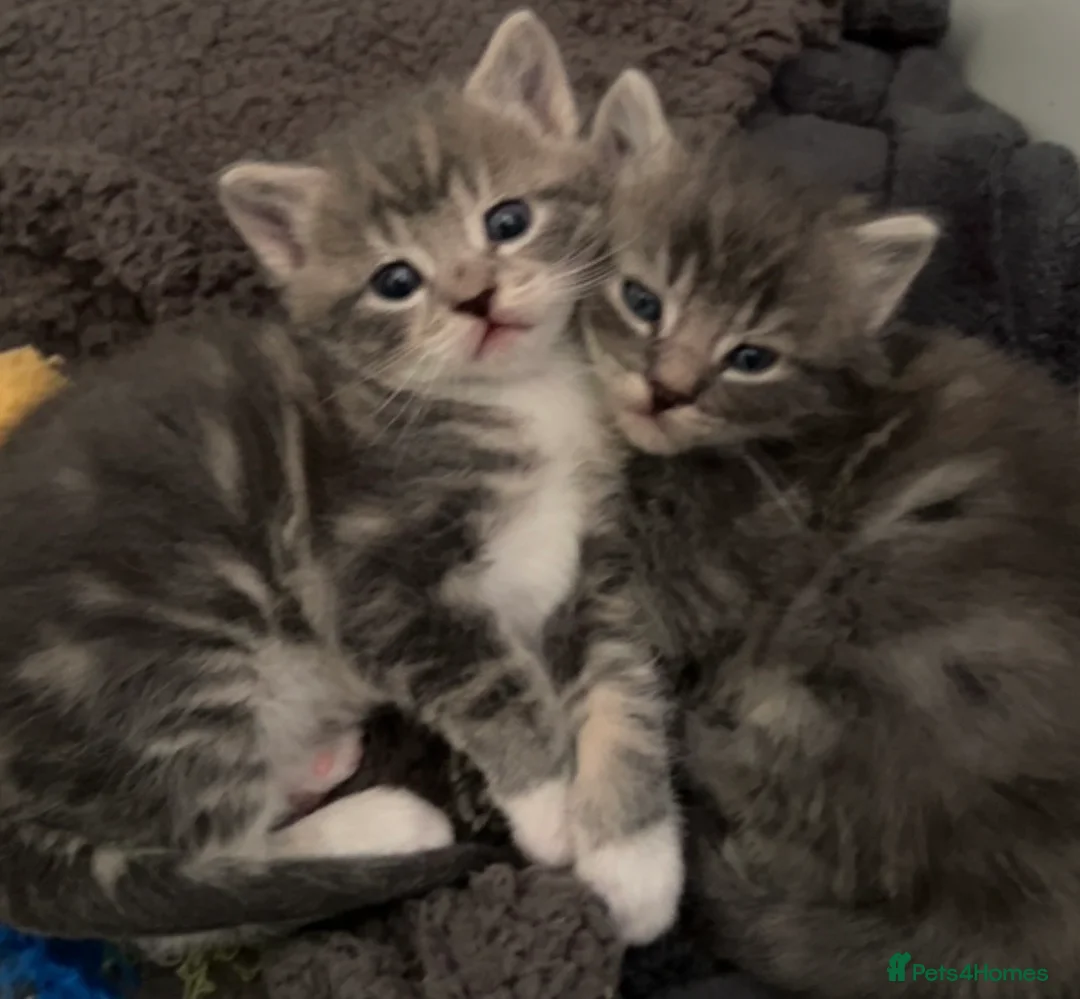 Mixed Breed cats for sale: Grey Tabby Kittens  in Hassocks - Advert 1
