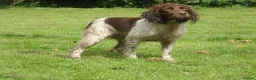 English Springer Spaniel dogs for sale: Working English Springer Spaniel puppies in Wrexham - Advert 8