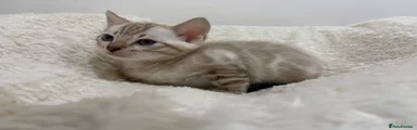 Bengal 2