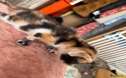 Bengal cats for sale: 4 pure bangal and 5 bengal x kittens - Image 25