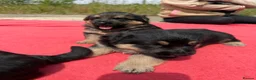 German Shepherd dogs for sale: German shepherd puppies.  in Leicester - Advert 4