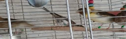 Canaries birds for sale: Canaries Canaries  - Advert 10
