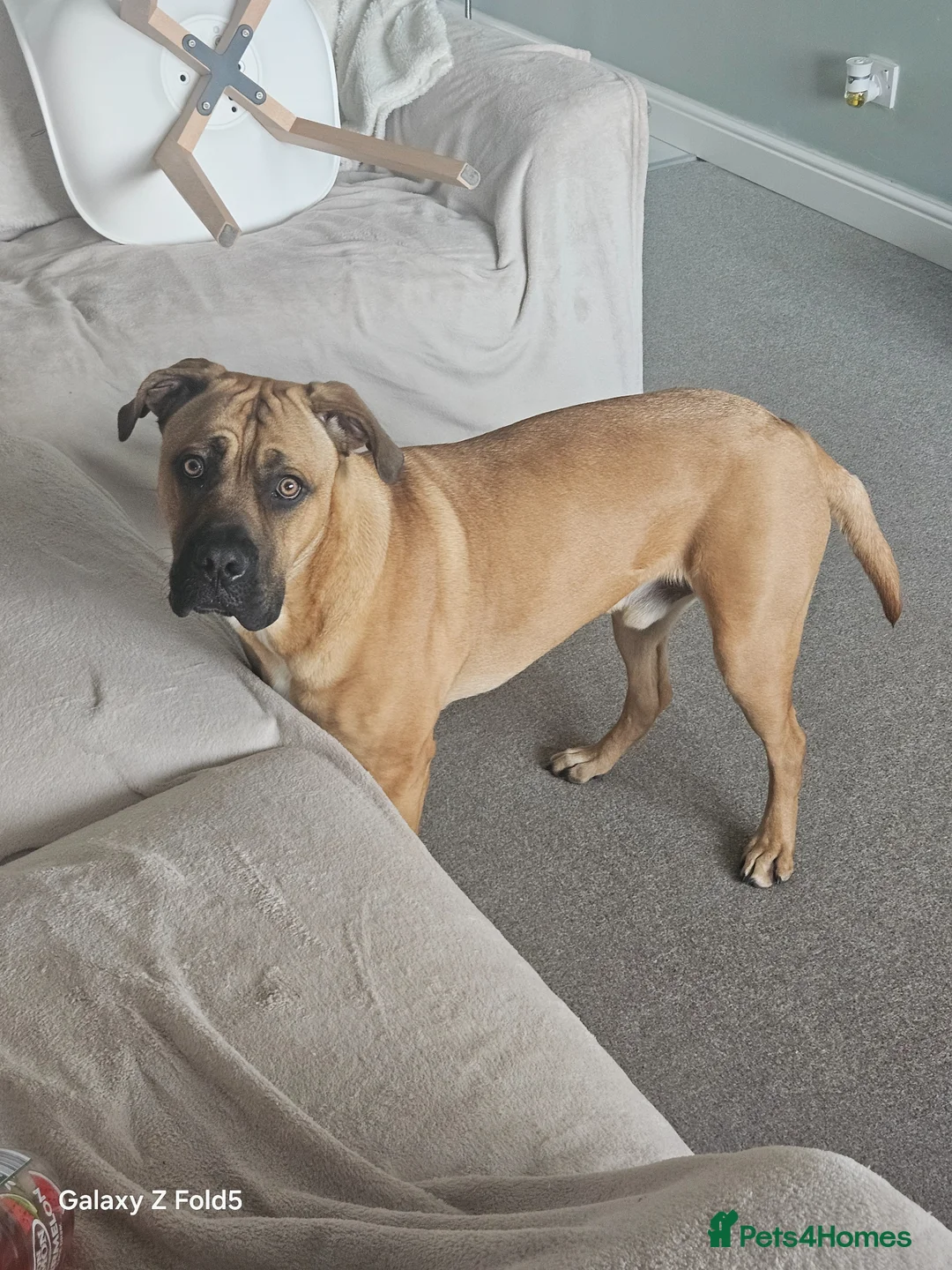 Mixed Breed dogs for sale: Cross breed Dogue de Bordeux for sale - Advert 2