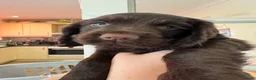 Cocker Spaniel dogs for sale: 2 Gorgeous Cocker Spaniel Girls for Sale  - Advert 6