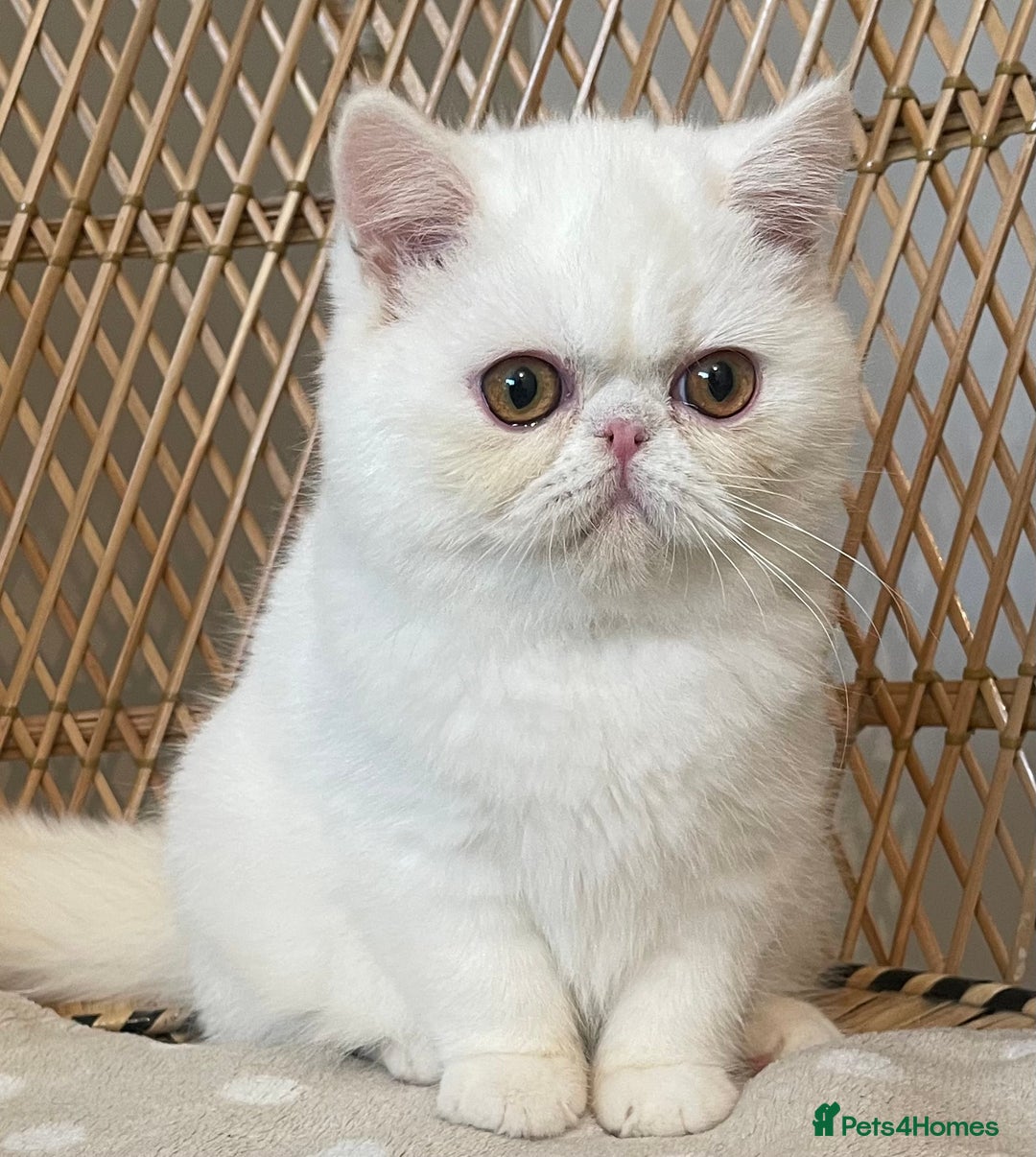American Shorthair Exotic Shorthair Cat For Sale Exotic Cats