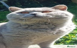 British Shorthair cats for sale: 💙💜GCCF REGISTERED KITTENS💜💙 - Image 14