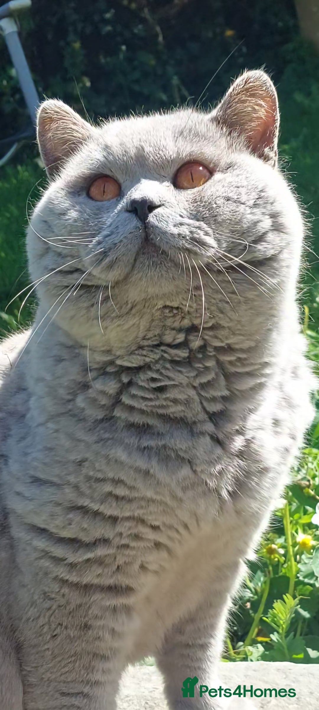 British Shorthair cats for sale: 💙💜GCCF REGISTERED KITTENS💜💙 - Image 14