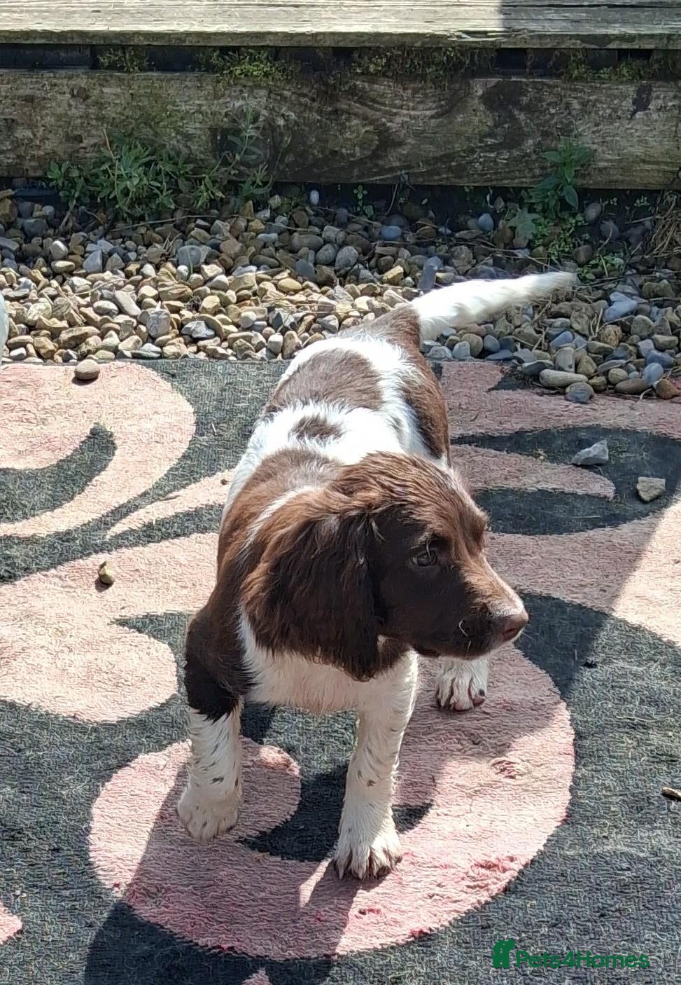 English Springer Spaniel dogs Gorgeous English Springer Spaniels Puppies - Advert 7