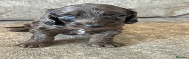 Cockapoo Puppy 3