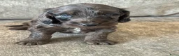 Cockapoo dogs for sale: MERL & CHOCOLATE F1COCKERPOOS HEALTH TESTED PARENT - Advert 20