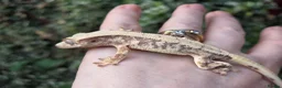 Gecko reptiles for sale: Crested geckos  - Advert 7