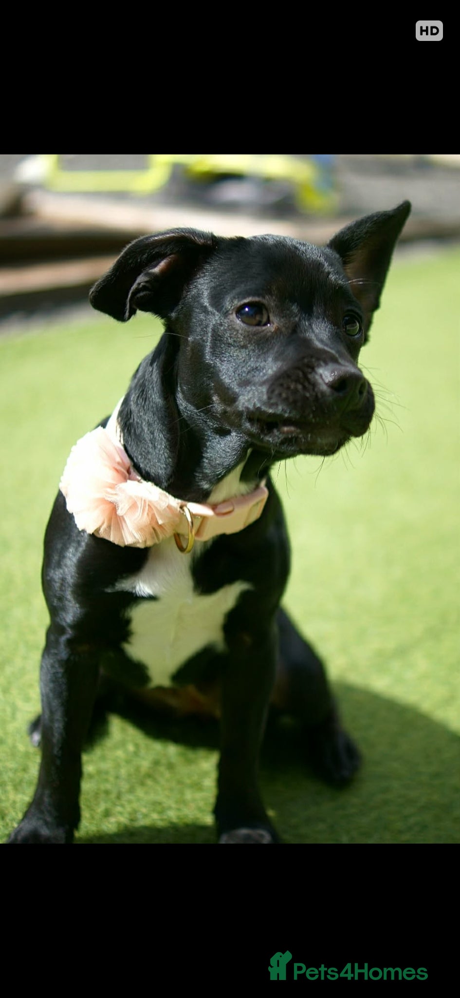Mixed Breed dogs 6 Month old Female  - Advert 3