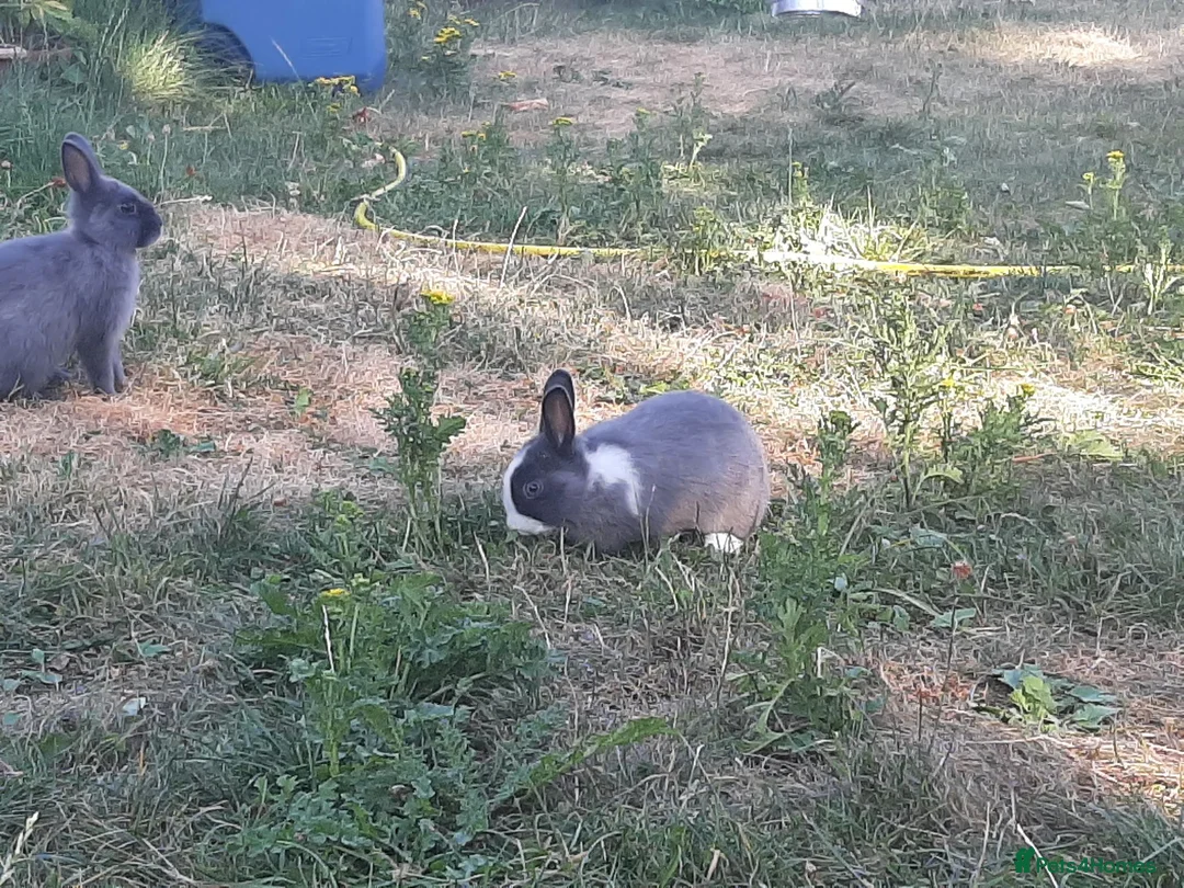 Netherland Dwarf rabbits for sale: Gorgeous Netherland Dwarf bunnies in Enfield - Advert 4