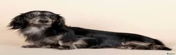 Miniature Dachshund dogs for stud: KC Reg Health Tested L/H Black & Cream Brindle - Advert 1
