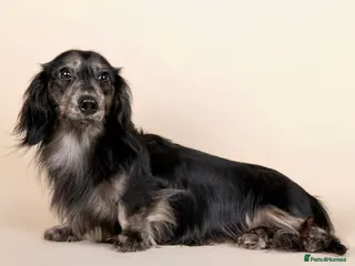 Miniature Dachshund dogs KC Reg Health Tested L/H Black & Cream Brindle - Advert 1