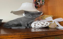 Mixed Breed cats for sale: Russian Blue/tuxedo cross kittens - Image 1