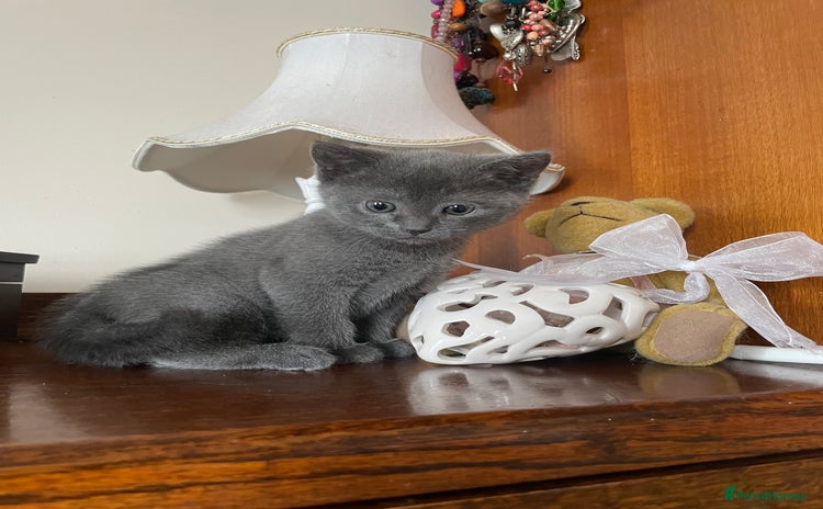 Mixed Breed cats - Advert 10
