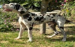 Great Dane dogs for stud: ⭐️Vonrockas Oblix health tested⭐️ in Leicester - Image 4